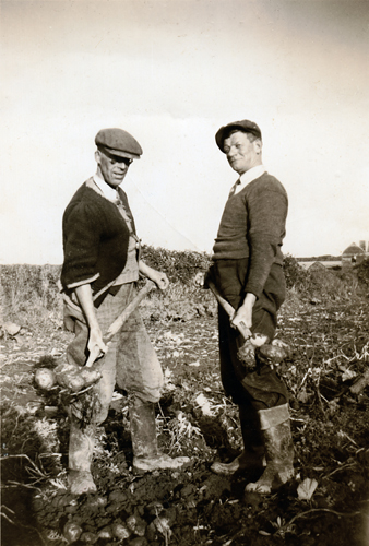 Dad and John McGowan digging up the spuds